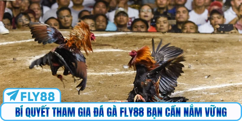 Bí quyết tham gia đá gà FLY88 bạn cần nắm vững