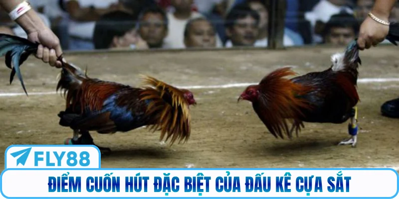Điểm cuốn hút đặc biệt của đấu kê cựa sắt
