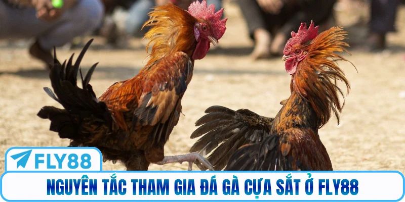 Nguyên tắc tham gia đá gà cựa sắt ở FLY88